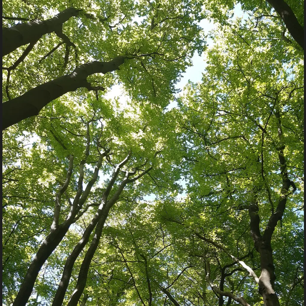 Forest bathing in woodland areas.